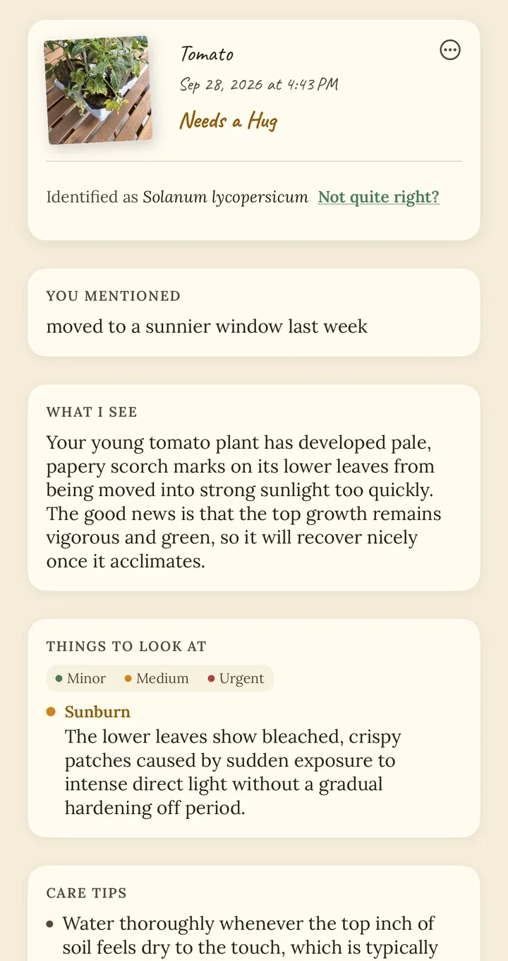 A Phenoa health report for a tomato, marked Needs a Hug, with a sunburn issue and care tips.