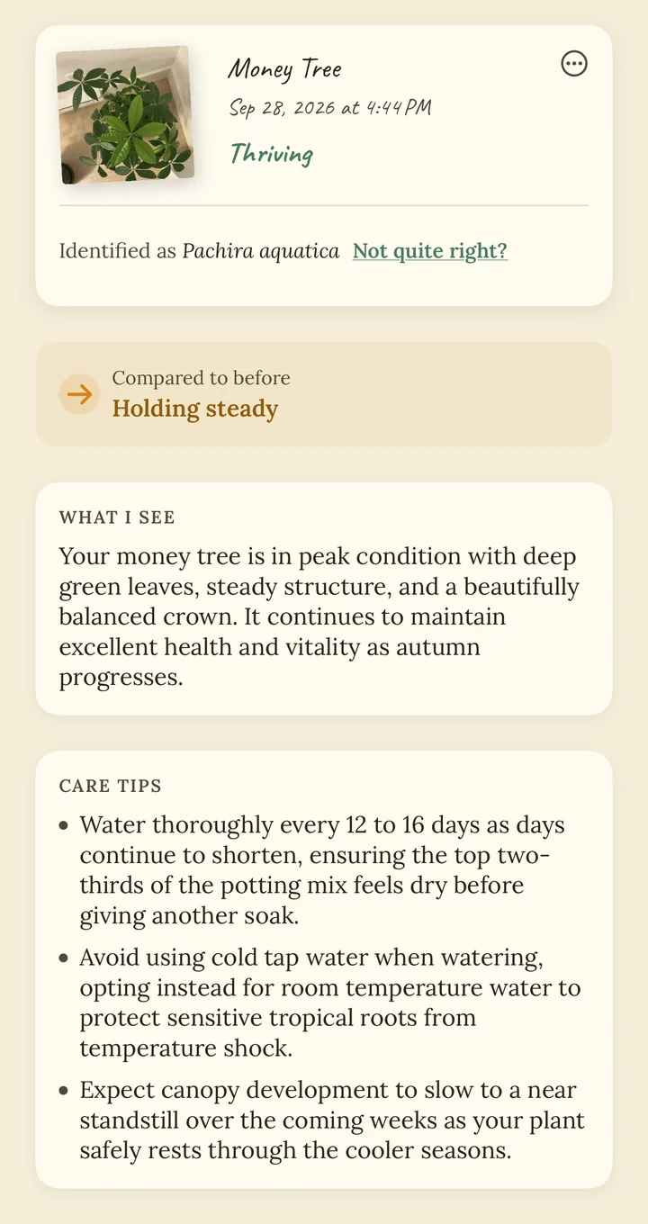 A Phenoa health report for a money tree, marked Thriving and Holding steady, with care tips.